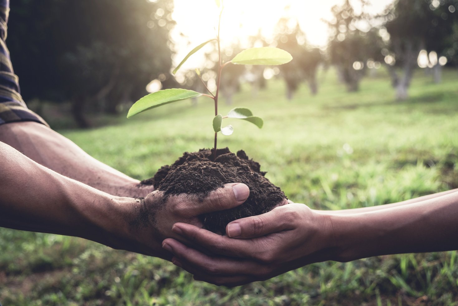 Two People Carrying a Seedling to Be Planted