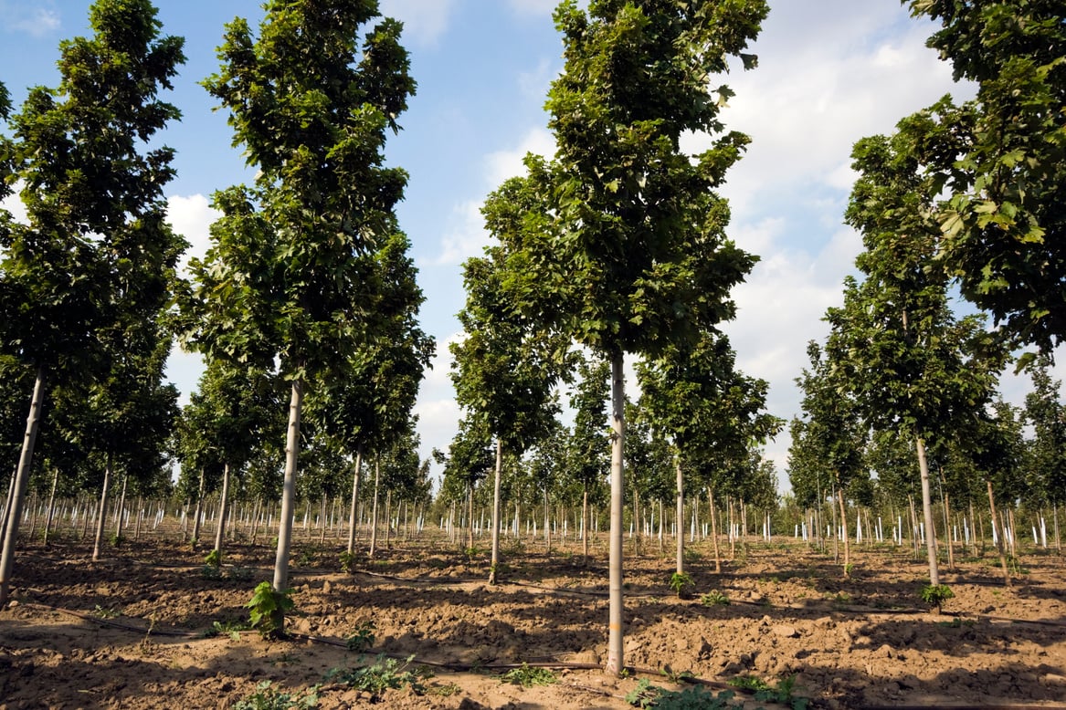 Tree nursery