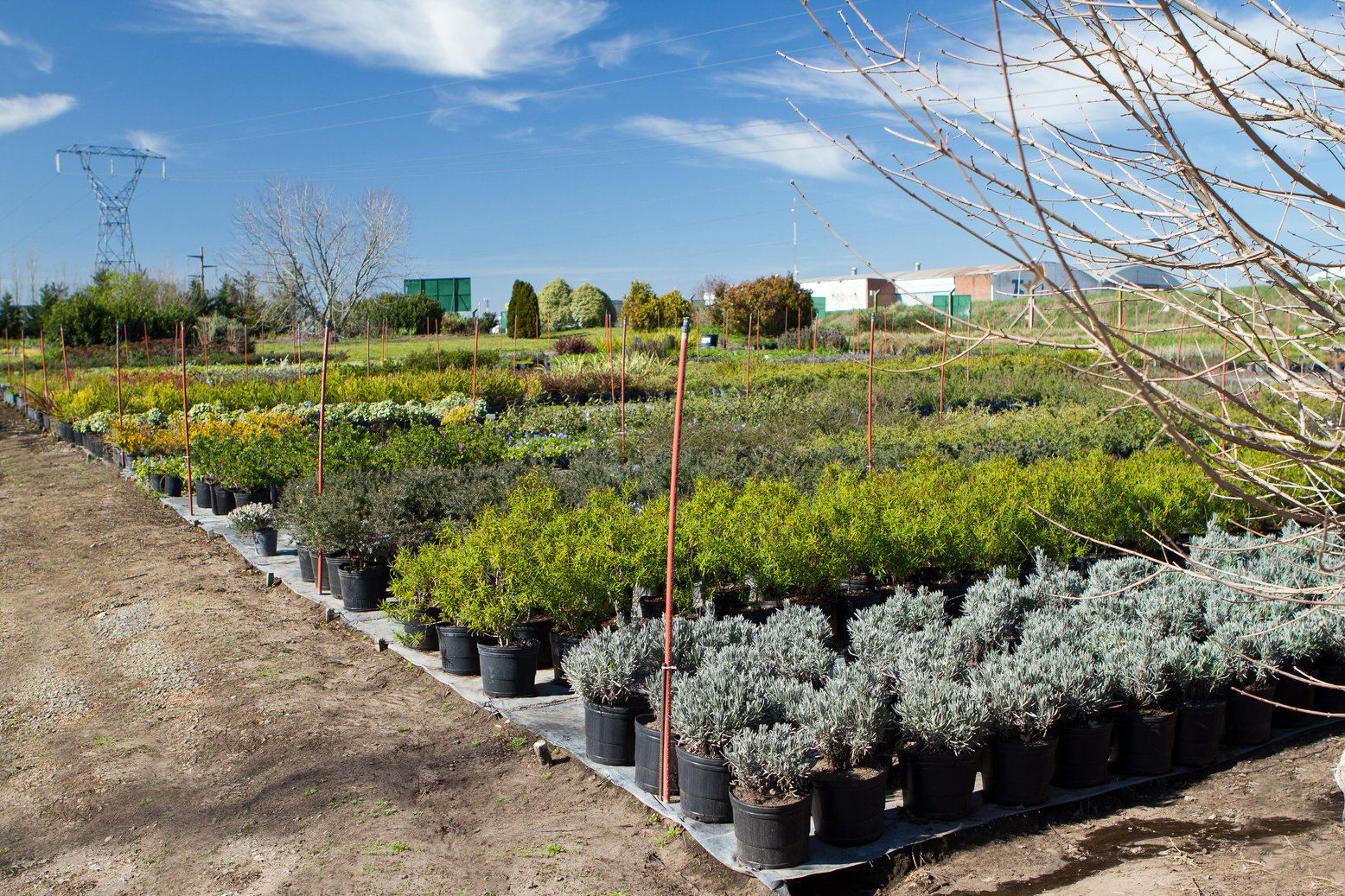 Greenhouse - Plants Nursery